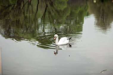 Beyaz Kuğu Gölü parkta.