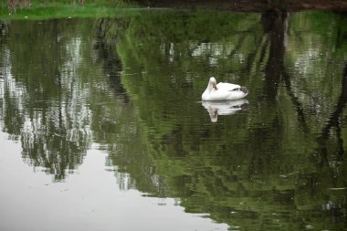 Beyaz Kuğu Gölü parkta.