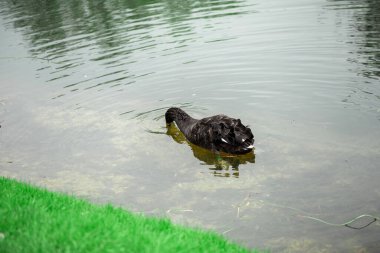Göldeki yeşil çimlerin üzerinde siyah kuğu