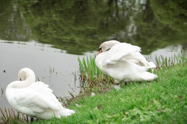 Parktaki gölde beyaz kuğular.
