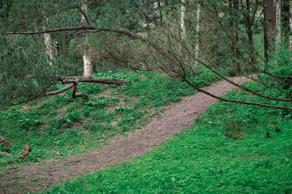 Las Sosnami Drogą Krajobraz Zielony — Zdjęcie stockowe