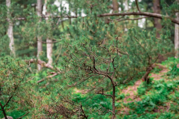 Çam ağaçlı orman. Yeşil manzara