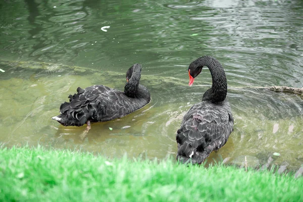 Parktaki Yeşil Çimlerin Üzerinde Siyah Kuğular — Stok fotoğraf