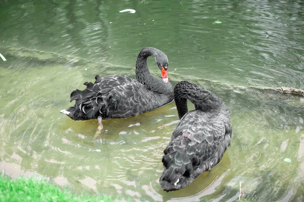 Parktaki Yeşil Çimlerin Üzerinde Siyah Kuğular — Stok fotoğraf