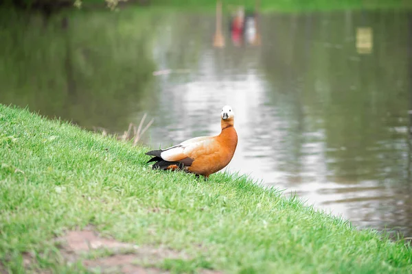 Canard Dans Parc Dresse Sur Herbe Verte Sur Fond Lac — Photo