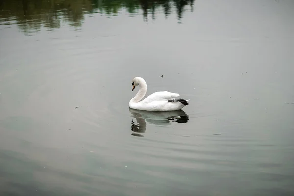 Cygne Blanc Sur Lac Dans Parc — Photo