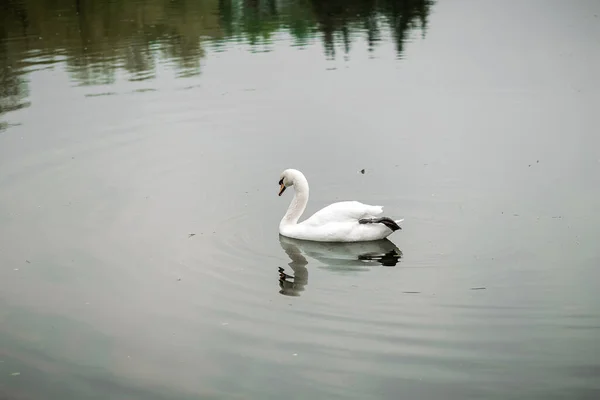 Cisne Branco Lago Parque — Fotografia de Stock