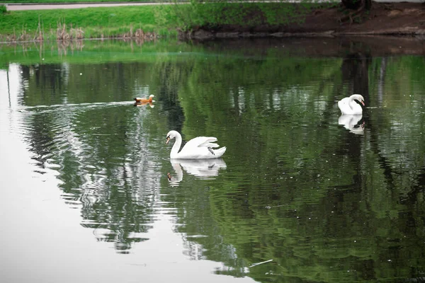 Cisnes Brancos Lago Parque — Fotografia de Stock