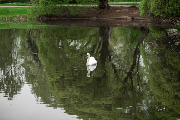 Cygne Blanc Sur Lac Dans Parc — Photo