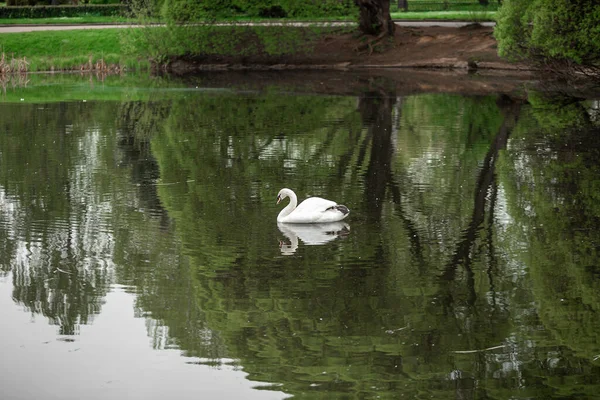 Cygne Blanc Sur Lac Dans Parc — Photo