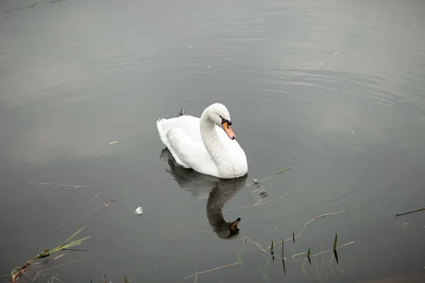 Cisne Branco Lago Parque — Fotografia de Stock