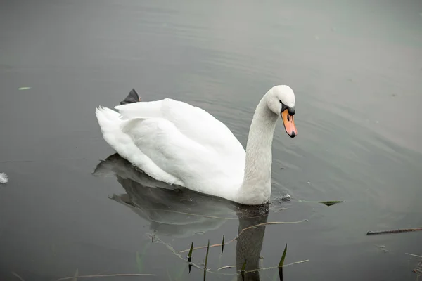 Cygne Blanc Sur Lac Dans Parc — Photo