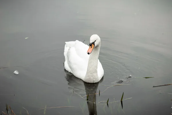 Cygne Blanc Sur Lac Dans Parc — Photo