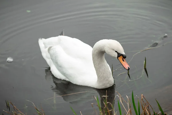 Cisne Branco Lago Parque — Fotografia de Stock