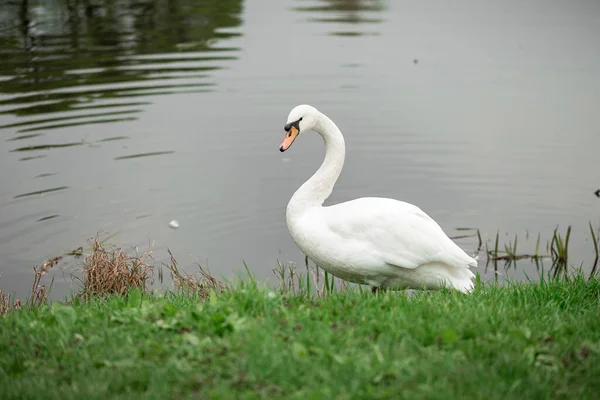 Cisne Branco Lago Parque — Fotografia de Stock