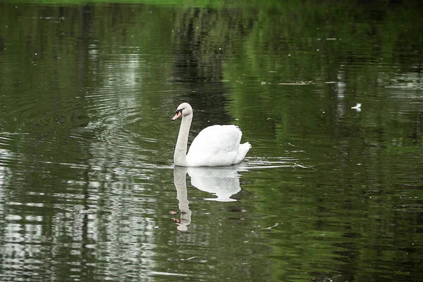 Cygne Blanc Sur Lac Dans Parc — Photo