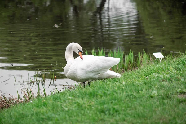 Cisne Branco Lago Parque — Fotografia de Stock