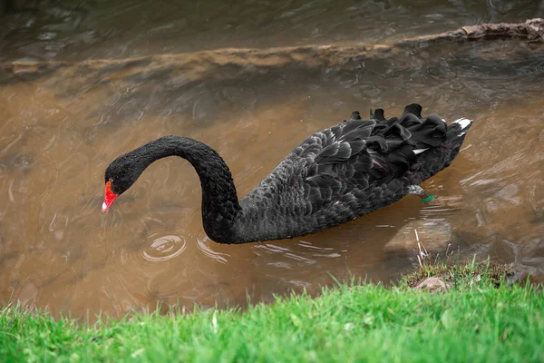 Black Swan Green Grass Lake Stock Picture