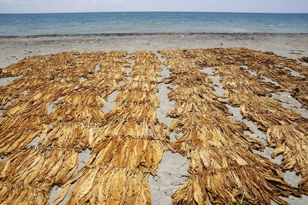 Dried Tobacco Leaves on a Shore — Stock Photo, Image