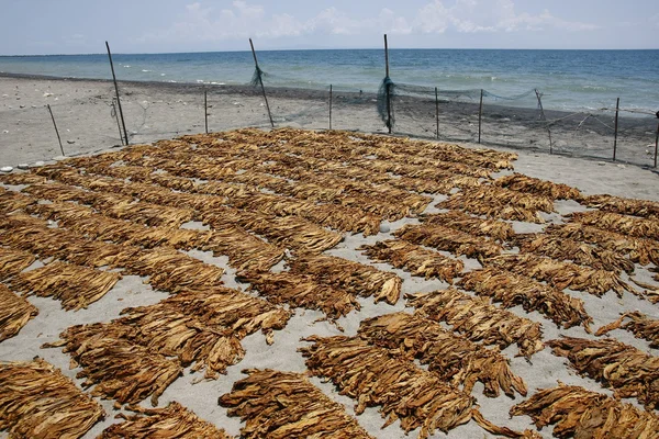 Dried Tobacco Leaves on a Shore — Stock Photo, Image