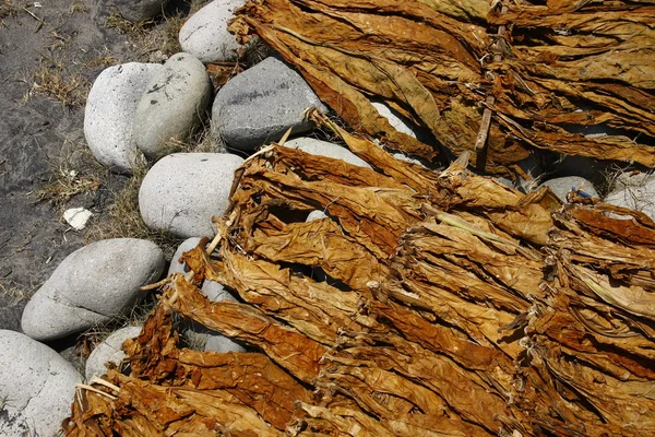 Foglie di tabacco essiccate su una riva — Foto Stock