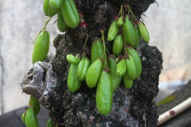 Kamias ya da ağaç salatalığı fotoğrafı.