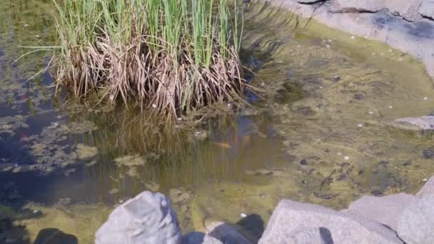 Bottom of artificial garden fish pond with pumped out water — Stock Video