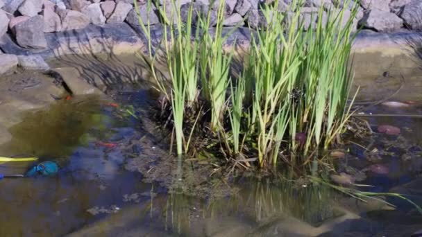 Bodem van kunstmatige tuin visvijver met uitgepompt water — Stockvideo