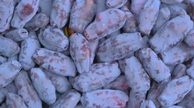 Hanımeli olarak da bilinen taze çiğ mavi hanımeli, Blue-berry hanımeli, Sweetberry hanımeli ve Haskap meyvesi yakından dönüyor. Yüksek kalite 4K görüntü