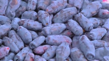 Hanımeli olarak da bilinen taze çiğ mavi hanımeli, Blue-berry hanımeli, Sweetberry hanımeli ve Haskap meyvesi yakından dönüyor. Yüksek kalite 4K görüntü