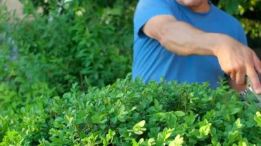 Beyaz bahçıvanın elleri çalıları kablosuz yeniden şarj edilebilir çalı kesiciyle kesiyor yaz bahçesinde, yakın çekim manzarası, yavaş çekim