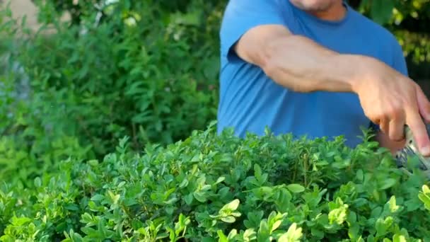 夏の庭でコードレス充電式低木カッターで茂みをクリッピング白人庭師の手 クローズアップビュー スローモーション — ストック動画