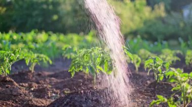Bahçedeki verimli toprakta yetişen domatesleri sulamak. Çiftçi, taze fidelerin üzerine su döker. Tarım, filizlenme ve mevsimsel bitki bakımı konsepti. Yakın görünüm
