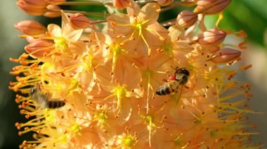 Çiçeklerin etrafında uçan ve yaz güneşli bir günde nektar poleni toplayan Avrupalı bal arıları yaz mevsiminde tozlaşır..