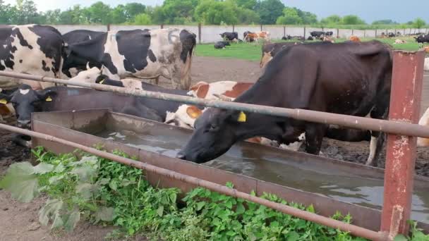 Uma Vaca Leite Bebendo Água Cocho Ferro Fazenda Leite Verão — Vídeo de Stock