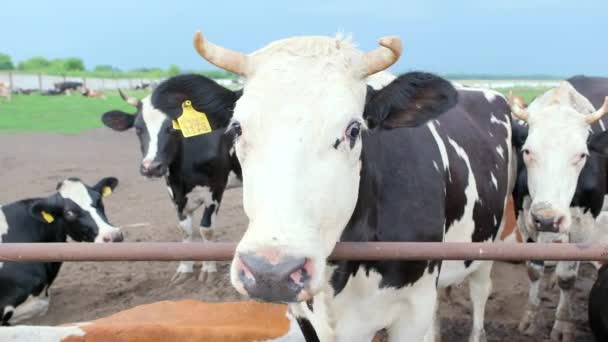 Detailní Záběr Kraví Hlavy Jak Dívají Přímo Kamery Jedí Ohradě — Stock video