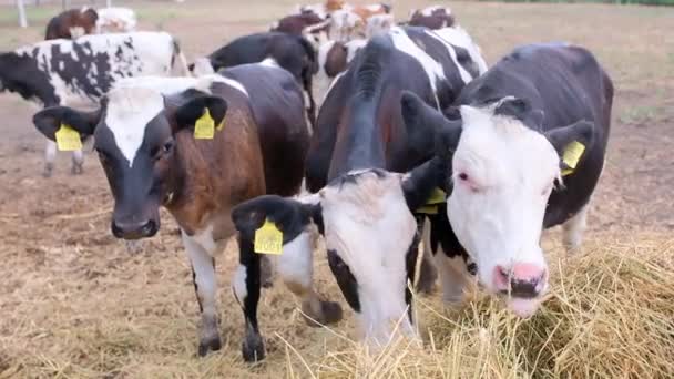 Veaux Noirs Blancs Mangeant Herbe Foin Une Meule Foin Dans — Video