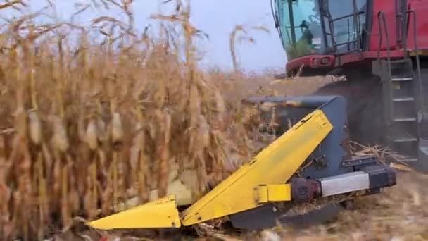 Combine Harvesting Ripe Corn Crop Field Close Combine Harvester Header — ストック動画