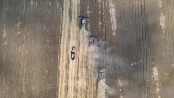 Top Aerial View Three Harvesters Tractor Trail Working Wheat Field — Stock Video