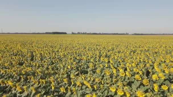 Drone Video Sunflower Field Sunny Day Aerial View Low Slow — ストック動画
