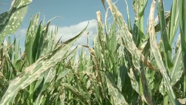 Кукурузные Растения Вянут Погибают После Неправильного Применения Гербицидов Кукурузном Поле — стоковое видео