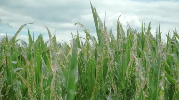 Corn Plants Wilting Dead Wrong Applying Herbicide Cornfield Damage Agribusiness — Video Stock