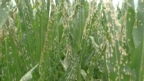 Corn Plants Wilting Dead Wrong Applying Herbicide Cornfield Damage Agribusiness — Wideo stockowe