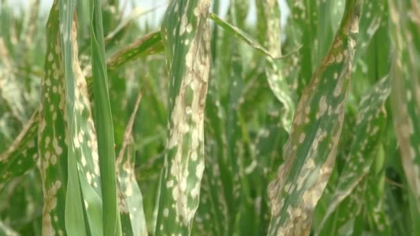 Close Corn Leaves Wilting Dead Wrong Applying Herbicide Cornfield Damage — Stock video