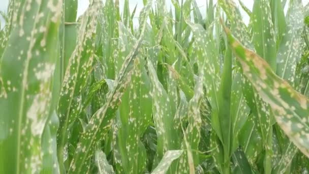 Maispflanzen Welken Und Sterben Nach Falscher Anwendung Von Herbizid Maisfeld — Stockvideo