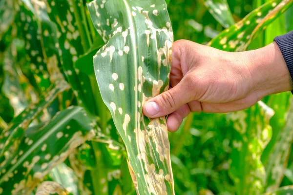 Close Hand Farmer Touching Corn Leaves Wilting Dead Wrong Applying Rechtenvrije Stockfoto's
