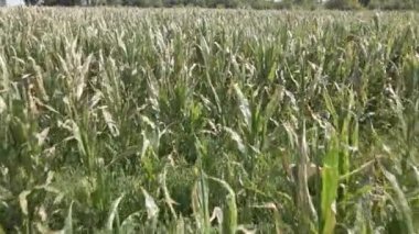 Mısır tarlasına bitki öldürücü verdikten sonra solan hava manzaralı mısır bitkilerini kapatın. Tarım sektörüne zarar verme, sigortalı olay, tazminat davaları. Tarım sektöründe böcek ilacı kullanımının kötüye kullanımı