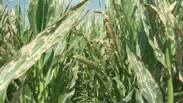 Corn Plants Wilting Dead Wrong Applying Herbicide Cornfield Damage Agribusiness — 图库视频影像