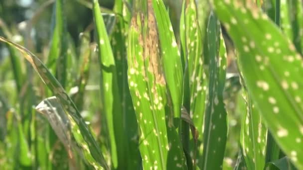 Close Corn Leaves Wilting Dead Wrong Applying Herbicide Cornfield Damage — Video Stock