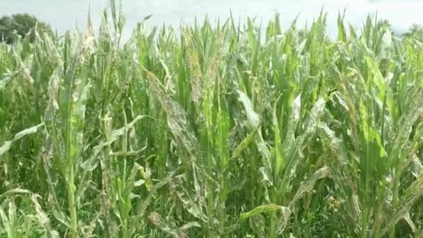 Corn Plants Wilting Dead Wrong Applying Herbicide Cornfield Damage Agribusiness — Video Stock